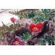 Chinese Peony Painting - CNAG011577