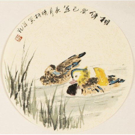 Mandarin Duck - CNAG001605