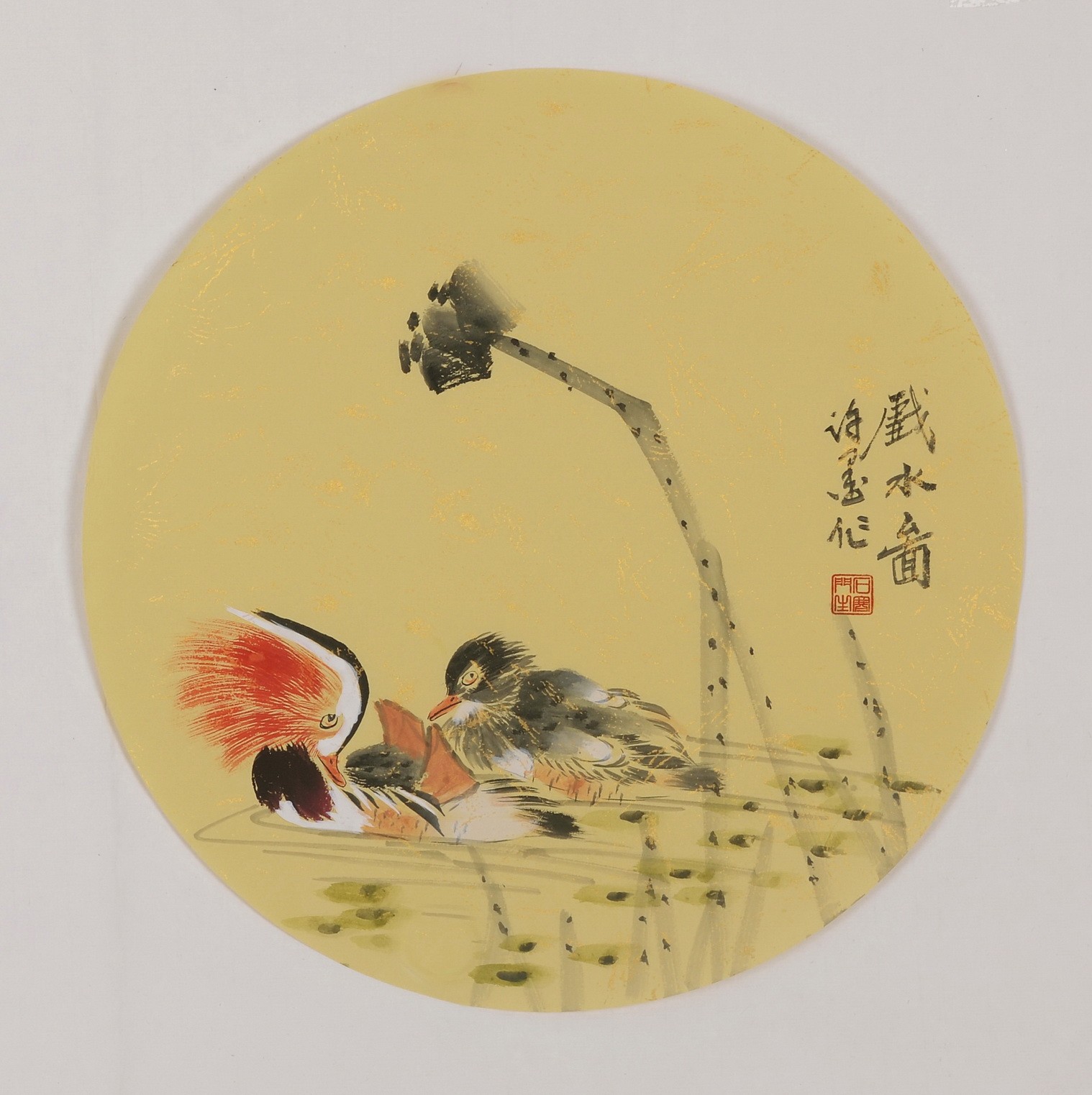 Mandarin Duck - CNAG001794