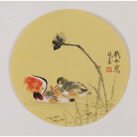 Mandarin Duck - CNAG001807