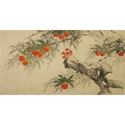 Peach Blossom - CNAG003171