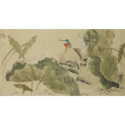 Kingfisher - CNAG003595