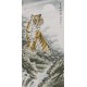 Tiger - CNAG000045