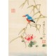 Kingfisher - CNAG006503
