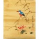 Kingfisher - CNAG006506