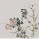 Starling - CNAG006663