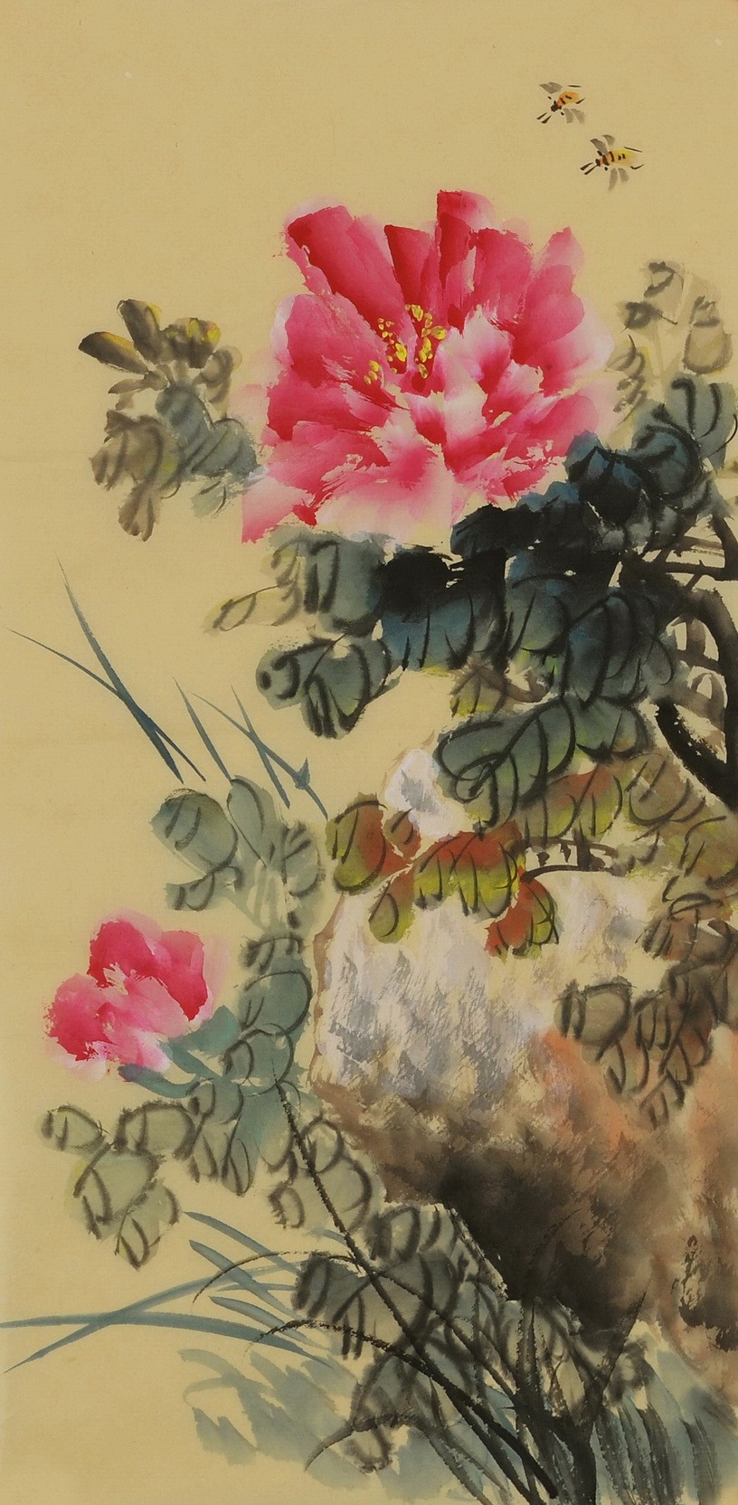 Peony - CNAG001003