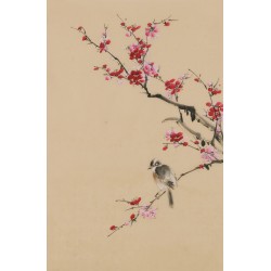 Plum - CNAG001007