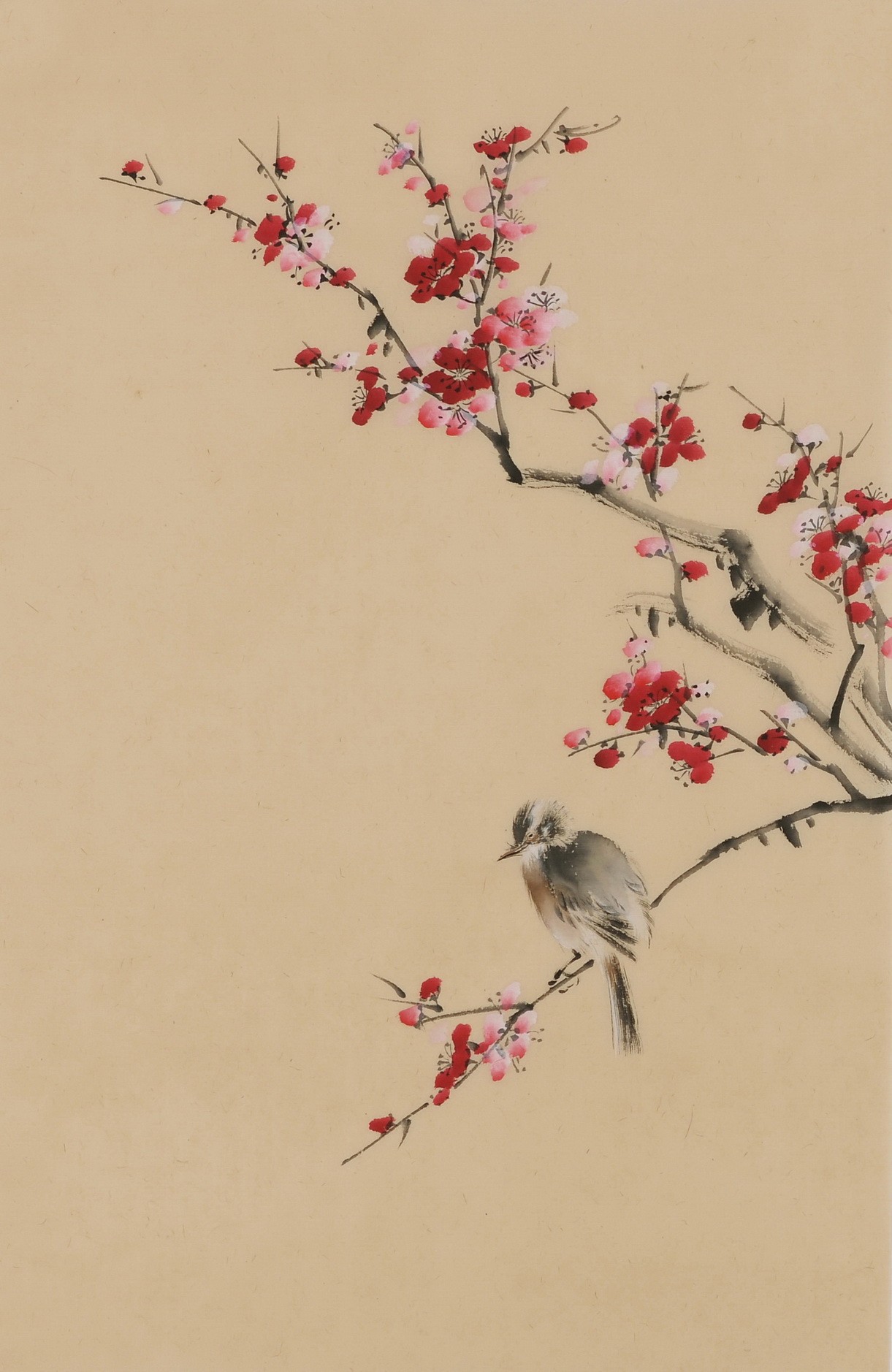 Plum - CNAG001012