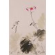 Lotus - CNAG001016
