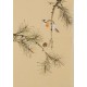 Other Birds - CNAG001020