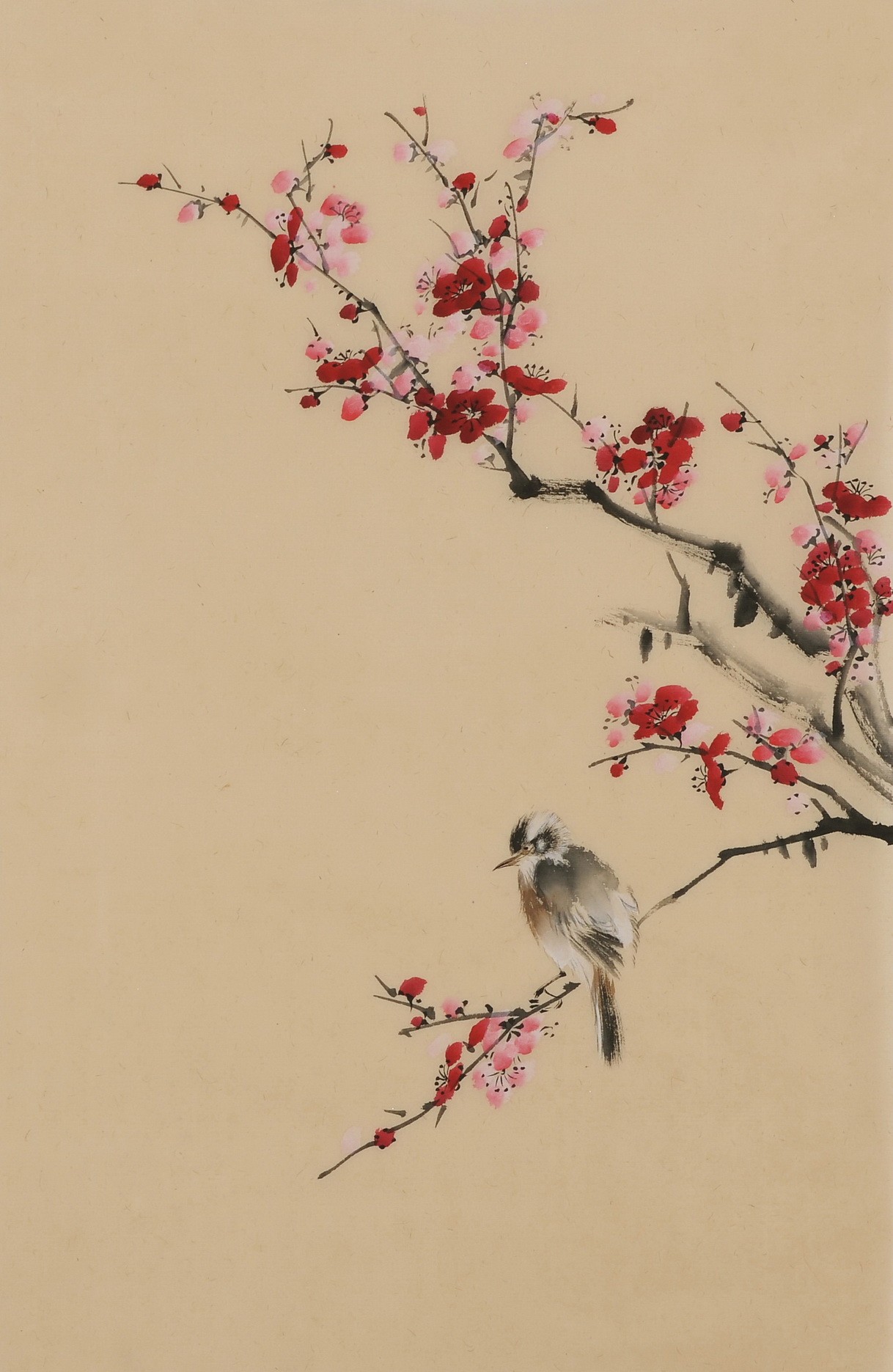 Plum - CNAG001025