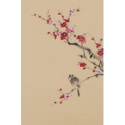 Plum - CNAG001028