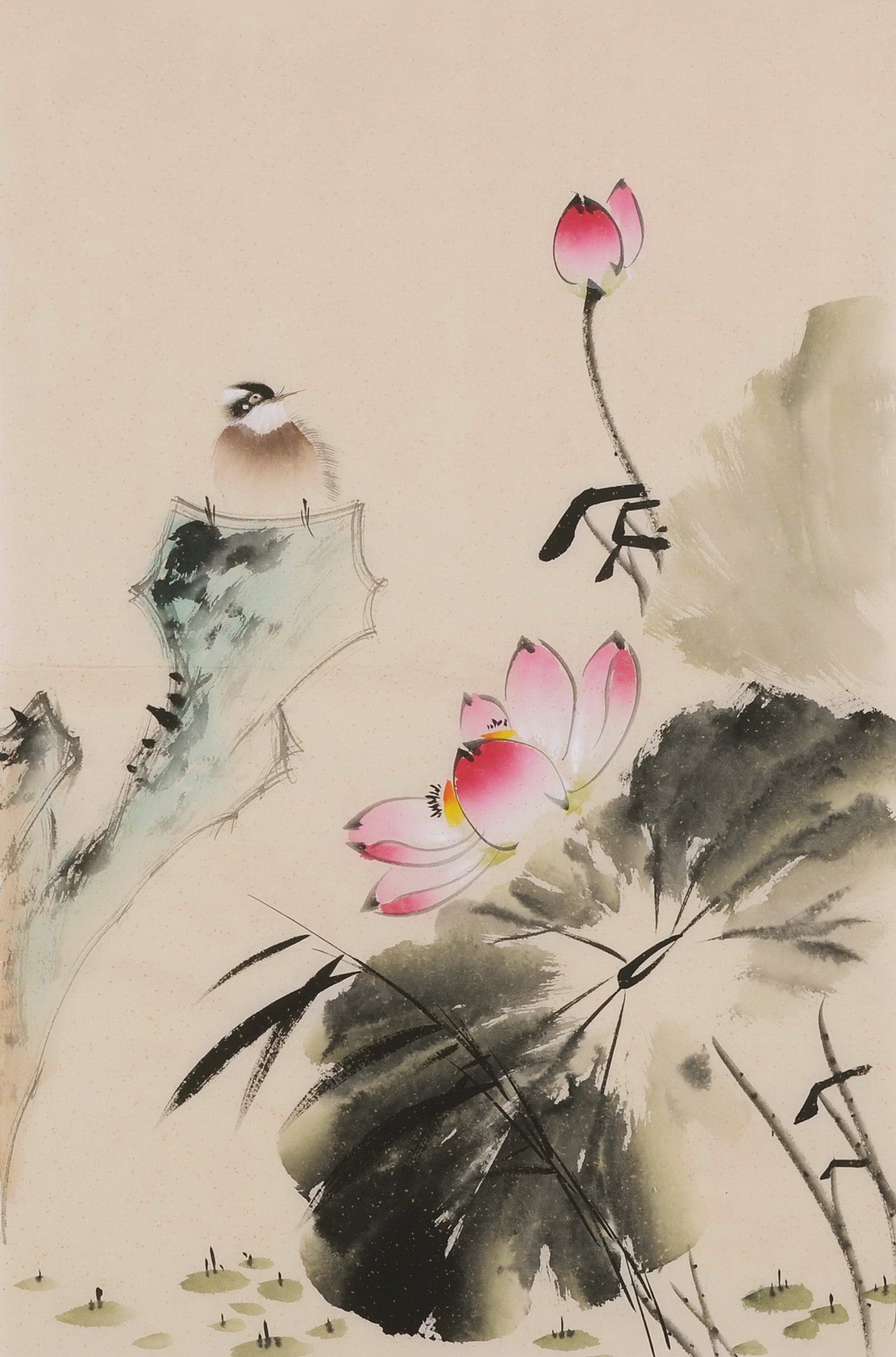 Lotus - CNAG001029