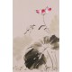 Lotus - CNAG001033