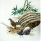 Chinese Plum Painting - CNAG010437