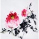 Chinese Peony Painting - CNAG010486