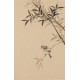 Green Bamboo - CNAG001046
