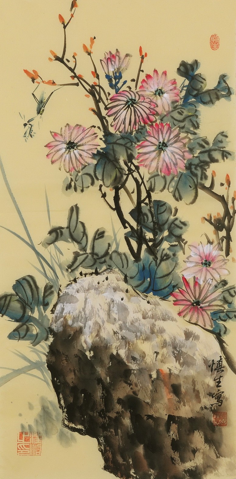 Chrysanthemum - CNAG001075