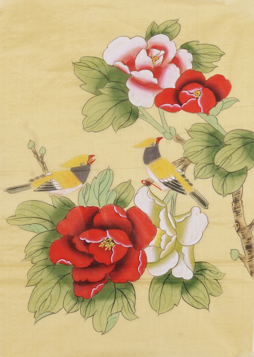 Peony - CNAG001090