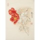 Peony - CNAG001096