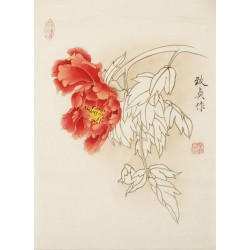 Peony - CNAG001096