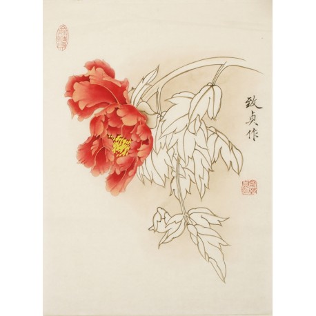Peony - CNAG001096