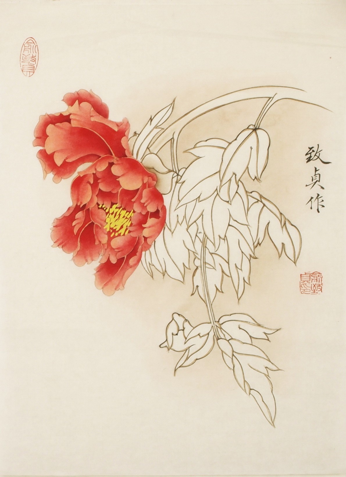 Peony - CNAG001096