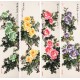 Peony - CNAG001230