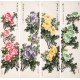 Peony - CNAG001231