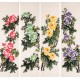 Peony - CNAG001242