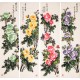 Peony - CNAG001243