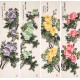 Peony - CNAG001244