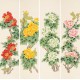 Peony - CNAG001249