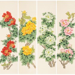 Peony - CNAG001249