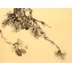 Chinese Flowers&Trees Painting - CNAG012681
