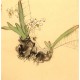 Chinese Flowers&Trees Painting - CNAG012707