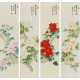 Peony - CNAG001286