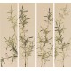 Green Bamboo - CNAG001291