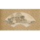 Other Landscape - CNAG001331