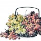 Chinese Flowers&Trees Painting - CNAG013760