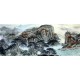 Chinese Landscape Painting - CNAG014294