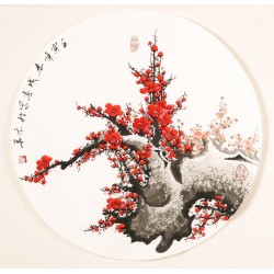 Plum - CNAG001466