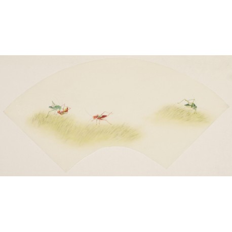 Other Birds - CNAG001488
