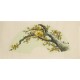 Plum - CNAG001490