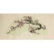 Plum - CNAG001499