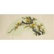 Plum - CNAG001500