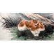 Chinese Rabbit Painting - CNAG015205