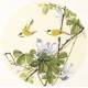 Other Birds - CNAG001516