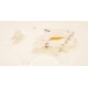 Other Birds - CNAG001551